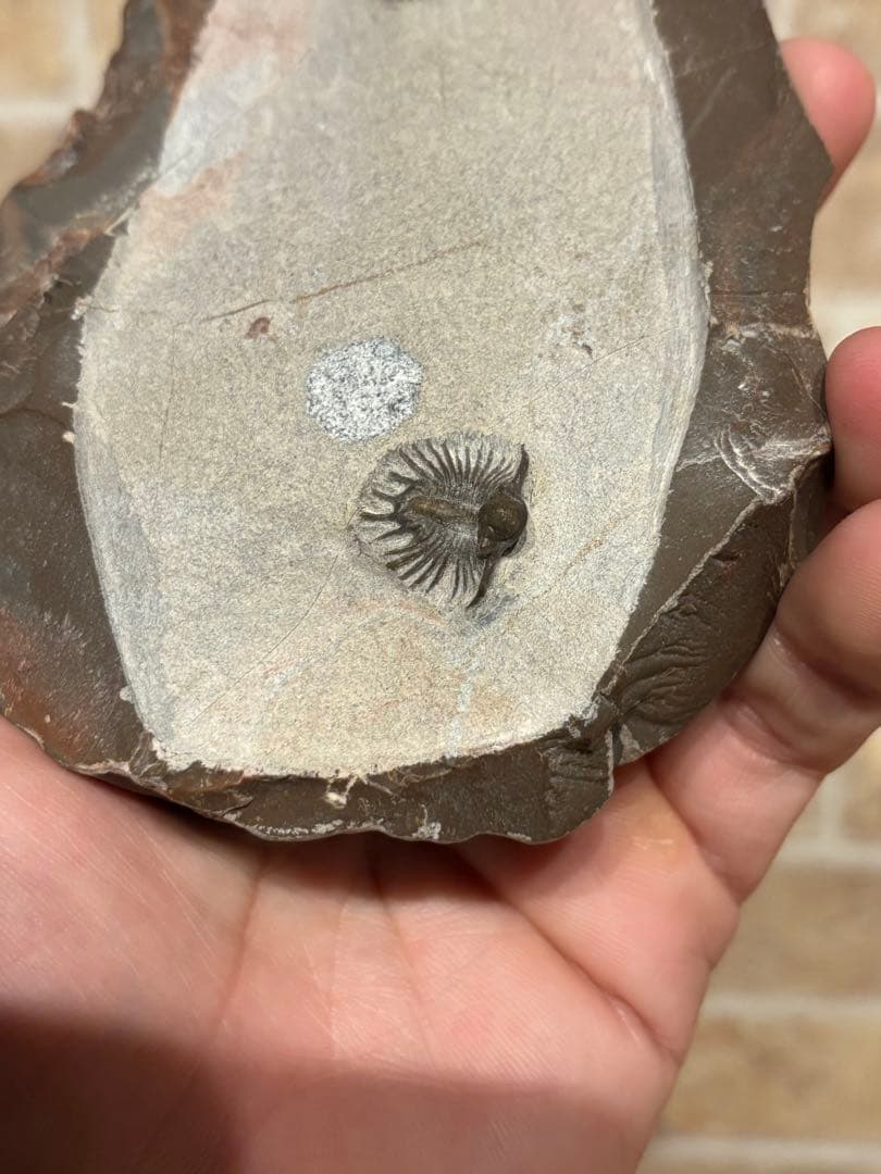 アカンソピゲ　2体　化石　三葉虫