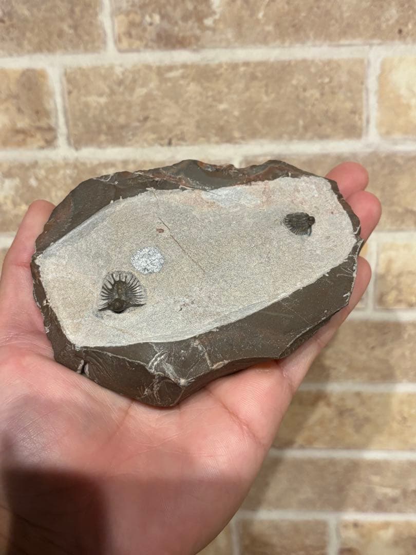 アカンソピゲ　2体　化石　三葉虫