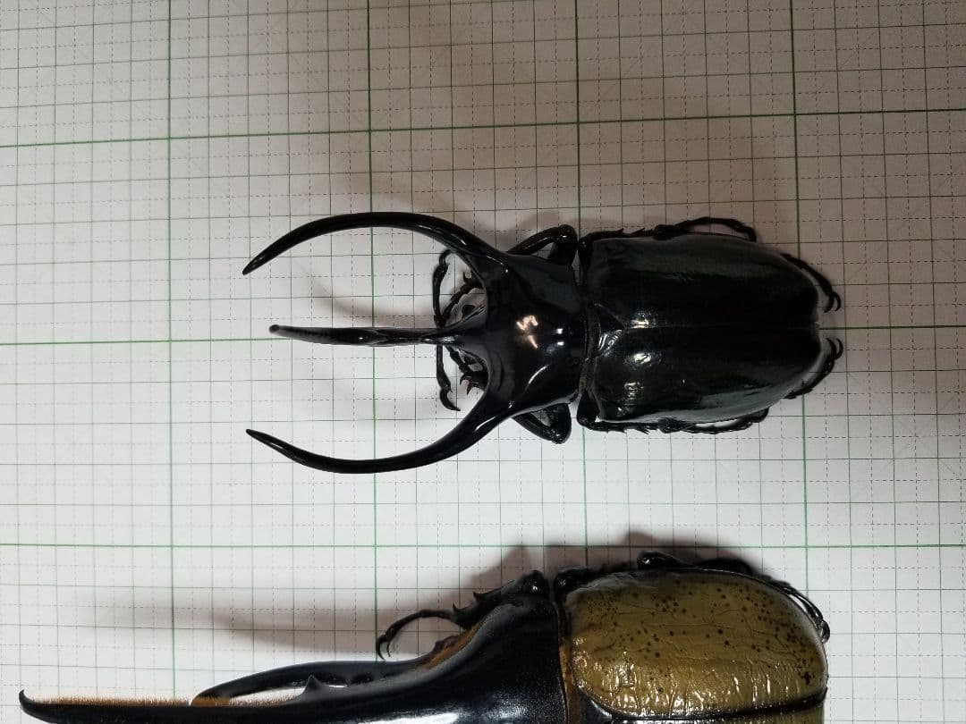 標本　タイリクコーカサス　大型121㎜UP