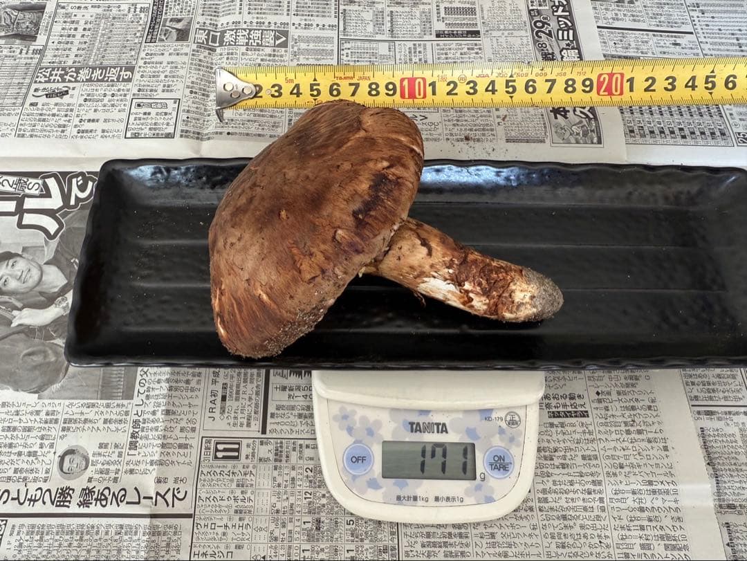 松茸　北海道　500g 訳あり　② 　国産