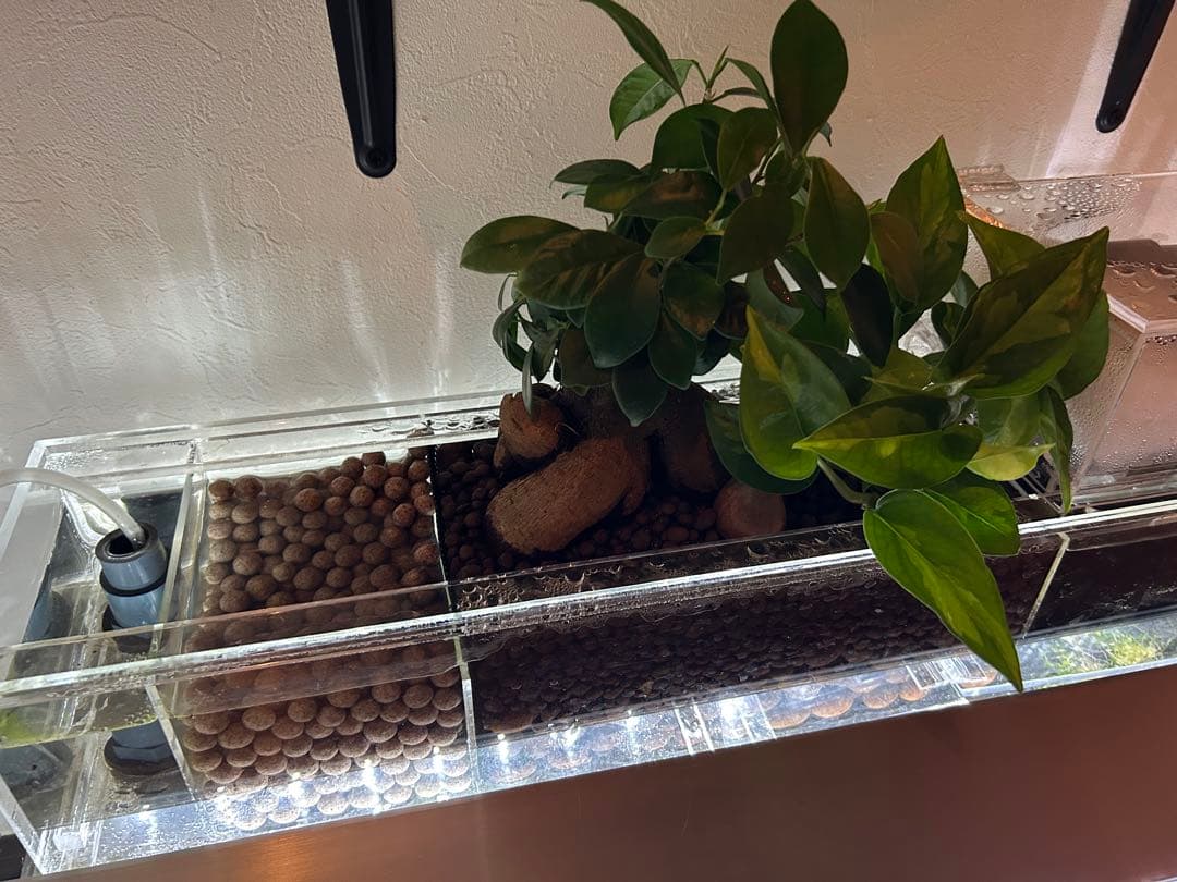 上部濾過式アクアリウム水槽アクアポニックス仕様　60cm幅水槽用