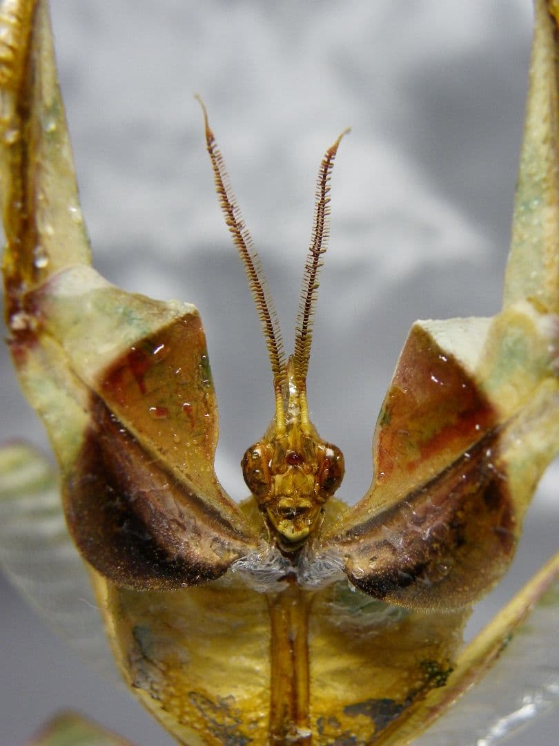 ニセハナマオウカマキリ　雄　立体標本