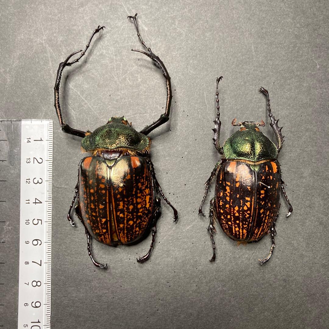 テナガコガネ　♂♀