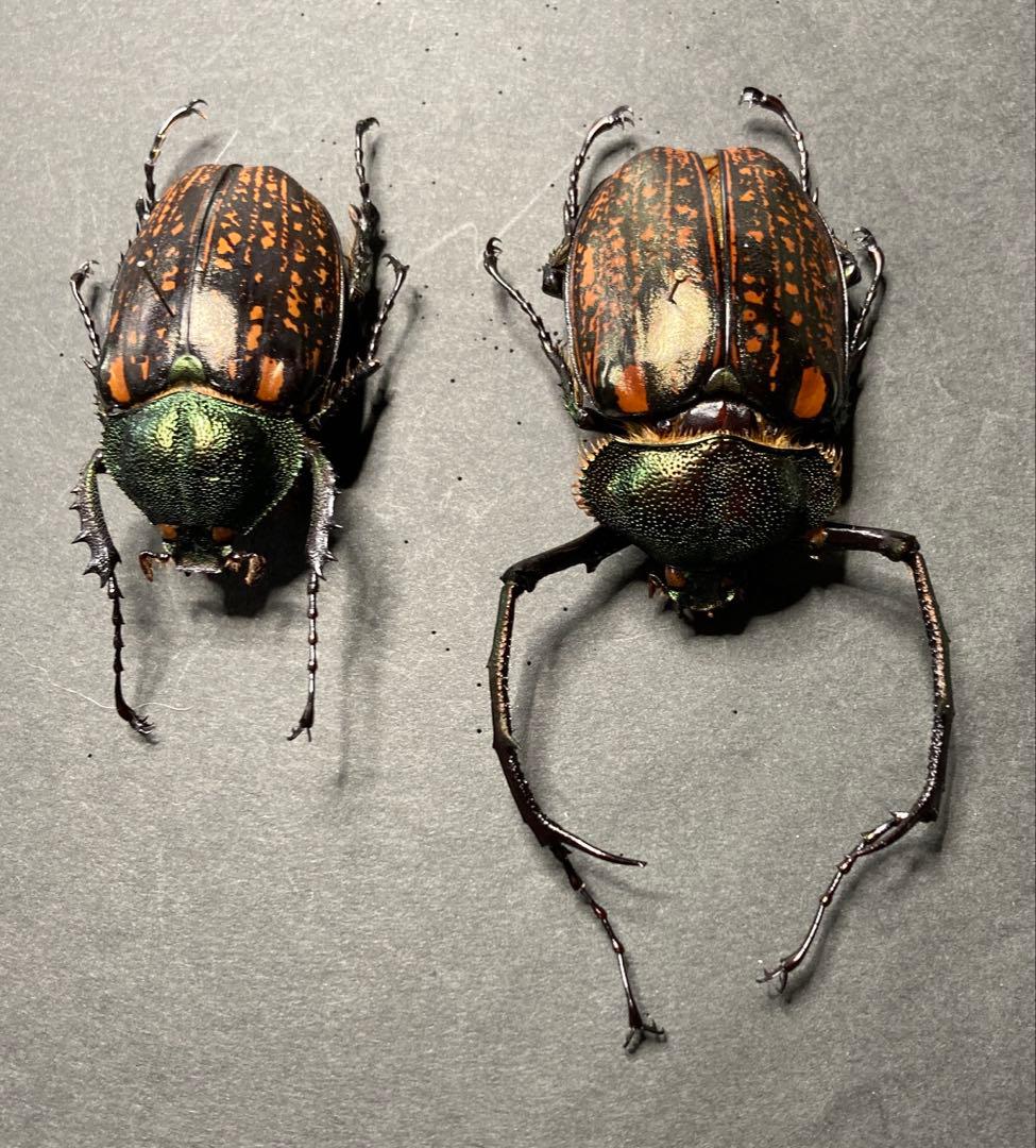 テナガコガネ　♂♀