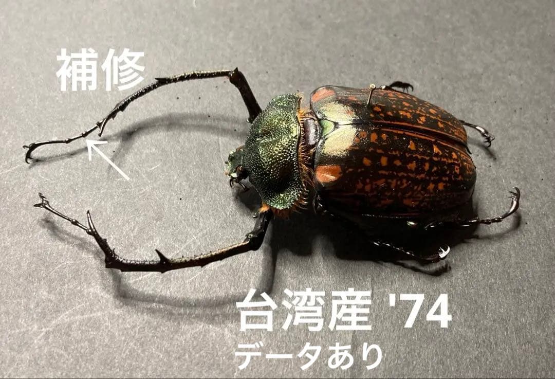 テナガコガネ　♂♀