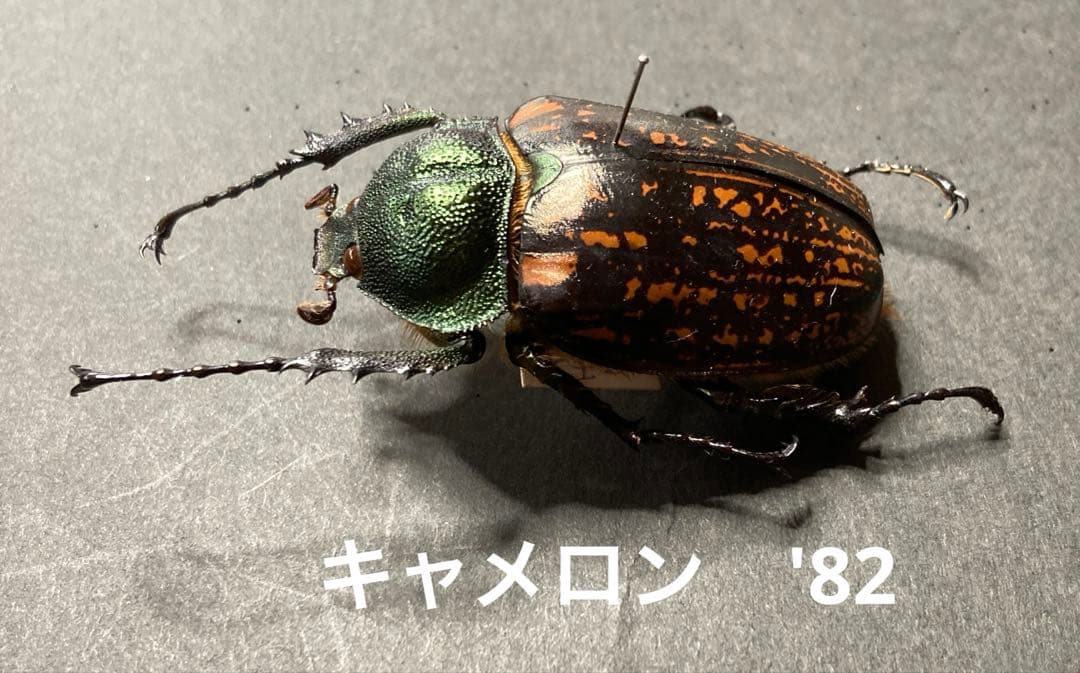 テナガコガネ　♂♀