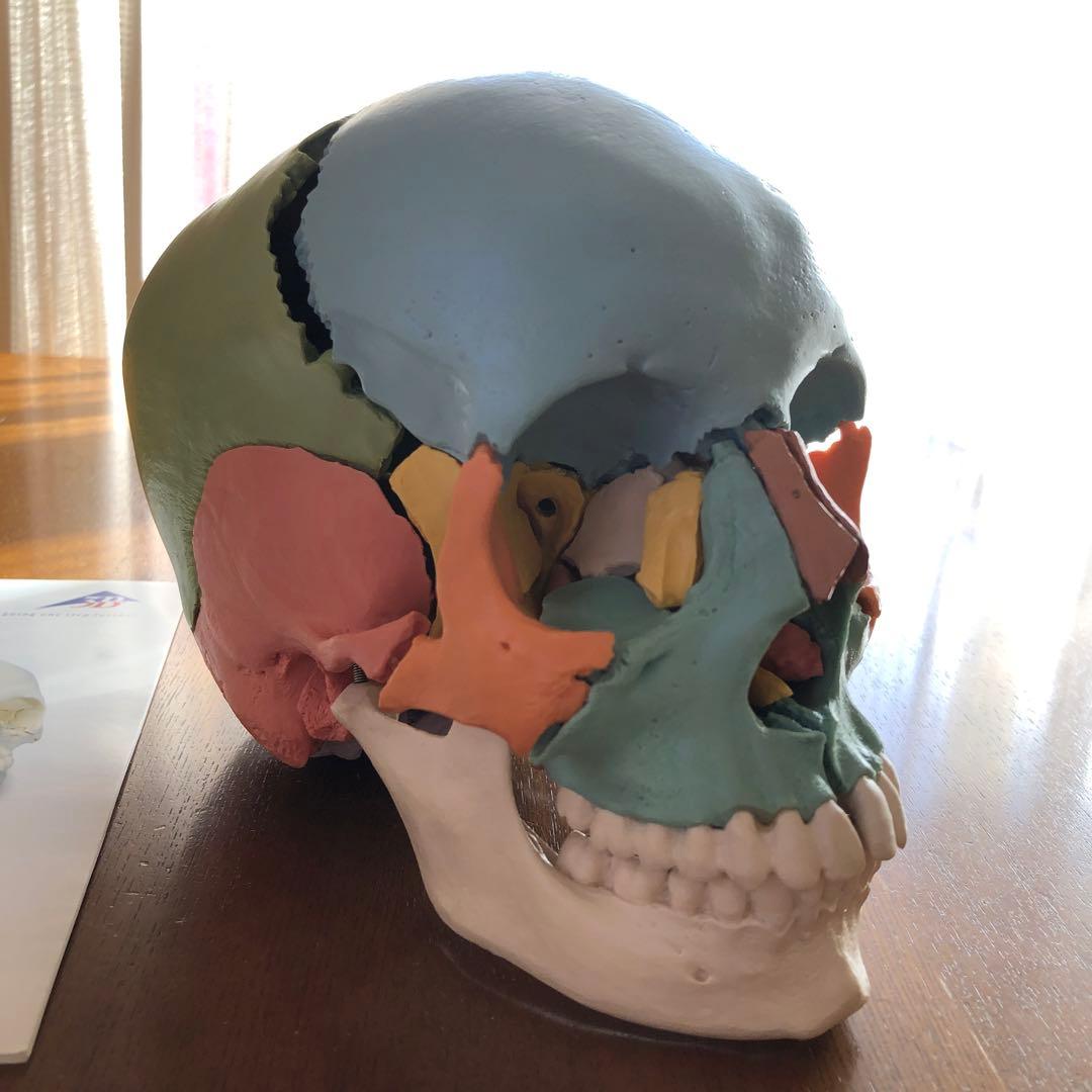 【頭蓋模型】頭蓋骨　3B社 22分解 カラー【※説明文をご参照ください】