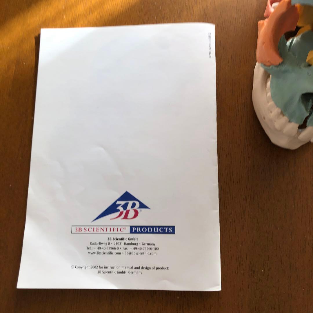 【頭蓋模型】頭蓋骨　3B社 22分解 カラー【※説明文をご参照ください】