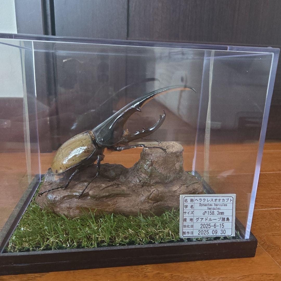 ヘラクレスオオカブト 標本 158.3mm　ジオラマ