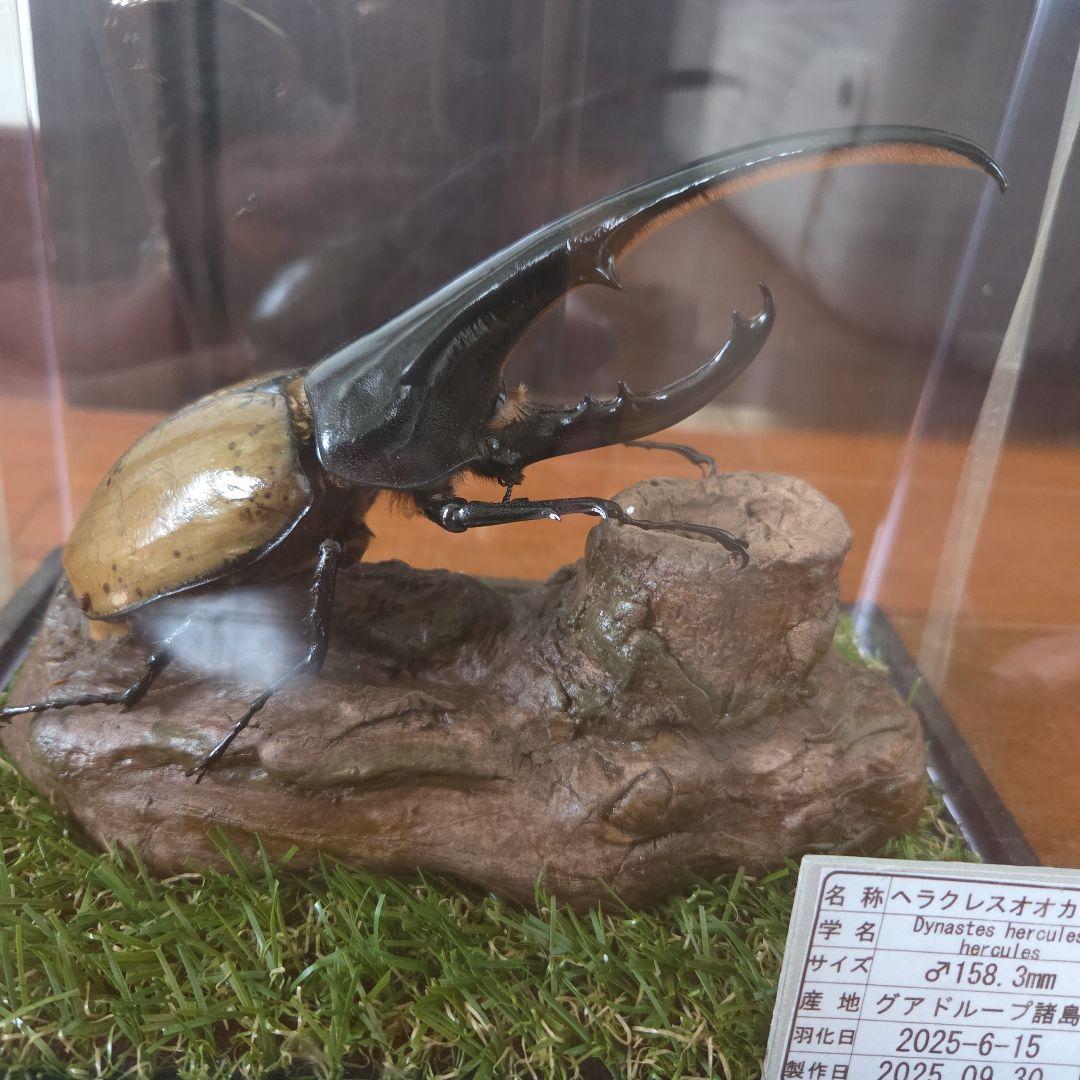 ヘラクレスオオカブト 標本 158.3mm　ジオラマ