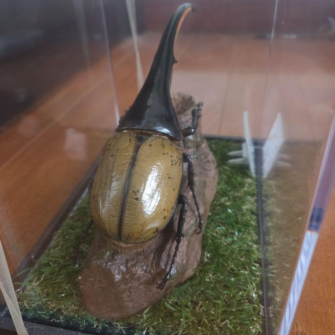 ヘラクレスオオカブト 標本 158.3mm　ジオラマ