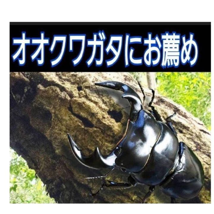 極上！ヒマラヤひらたけ菌糸瓶1500ml【7本】トレハロース、キトサン強化配合！