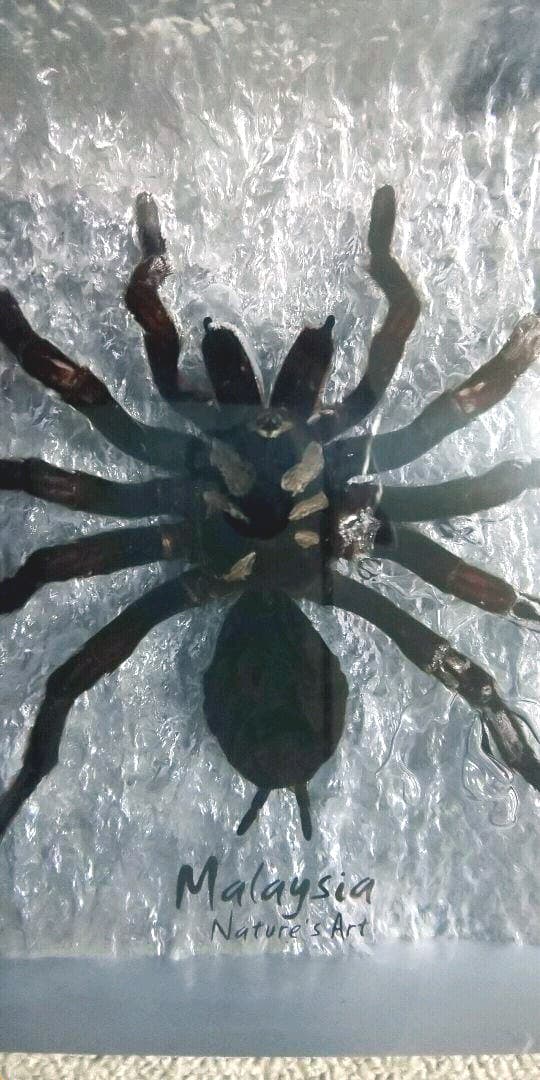 タランチュラの標本