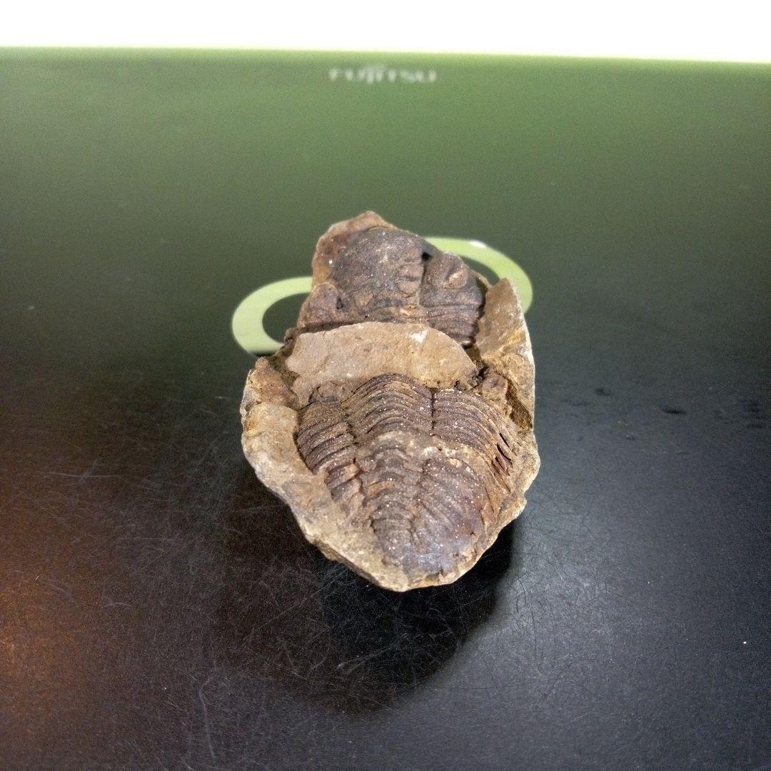 三葉虫　化石　ボリビア産　南アメリカ　trilobite　Bolivia三葉虫⑧