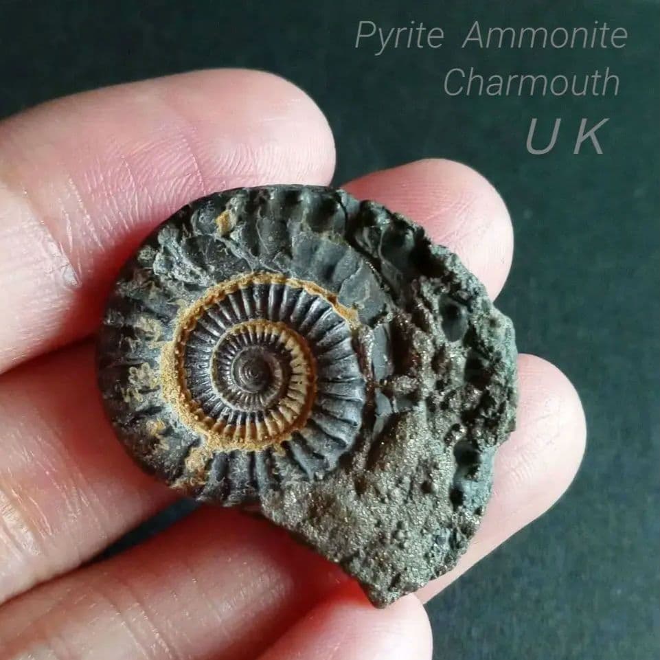 化石標本　アンモナイト　32mm　英国産