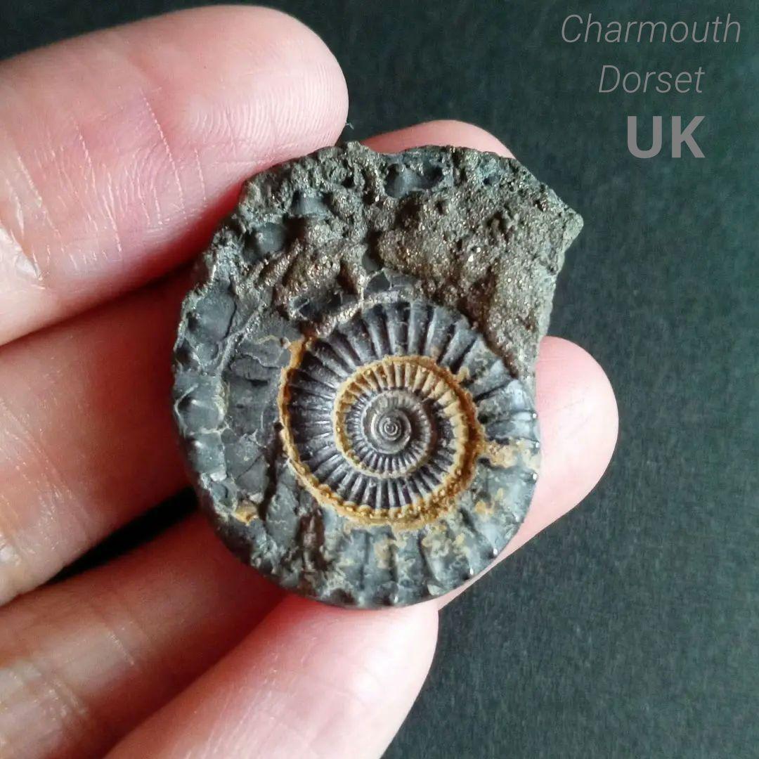 化石標本　アンモナイト　32mm　英国産
