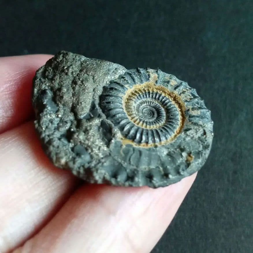 化石標本　アンモナイト　32mm　英国産