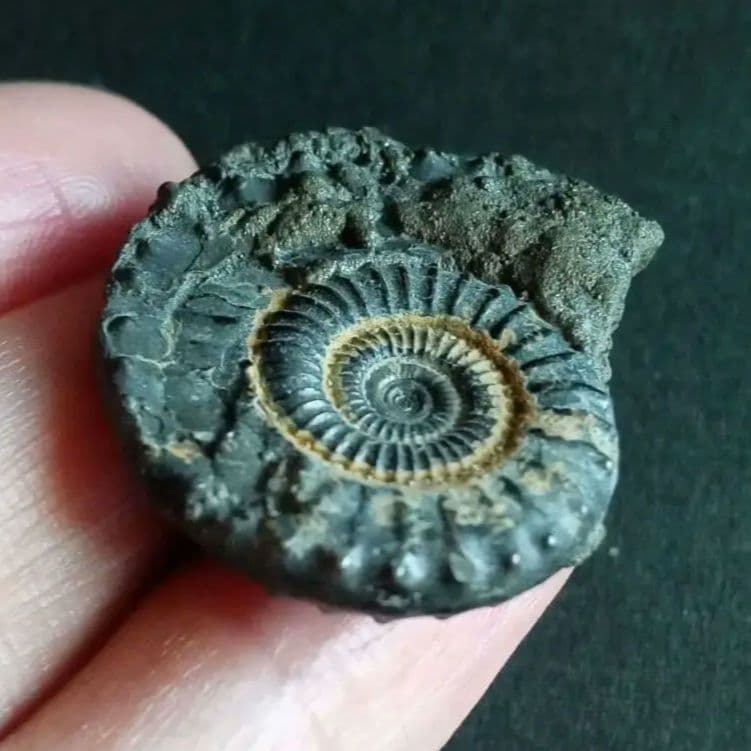 化石標本　アンモナイト　32mm　英国産