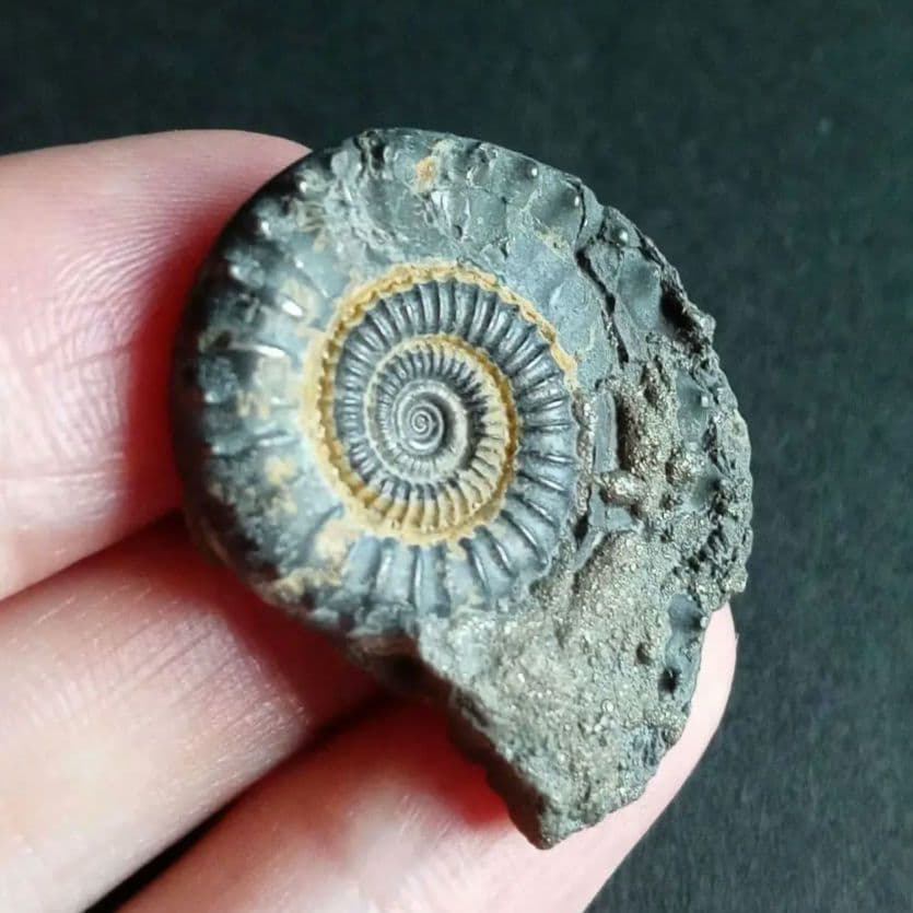 化石標本　アンモナイト　32mm　英国産