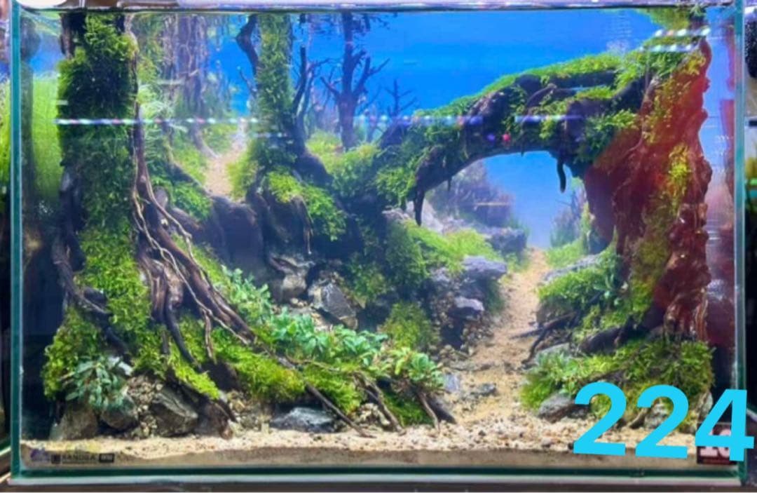 水槽用流木 アクアリウムレイアウト。水槽用流木 。水槽用レイアウト 盆栽流木