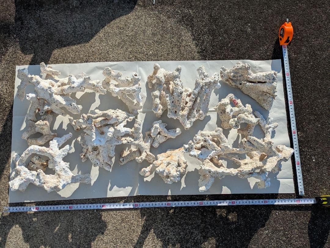 ライブロック　サンゴ　デスロック ② 約7kg