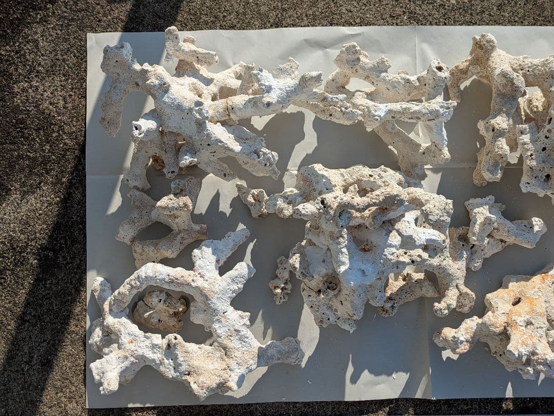 ライブロック　サンゴ　デスロック ② 約7kg