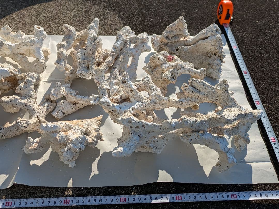 ライブロック　サンゴ　デスロック ② 約7kg