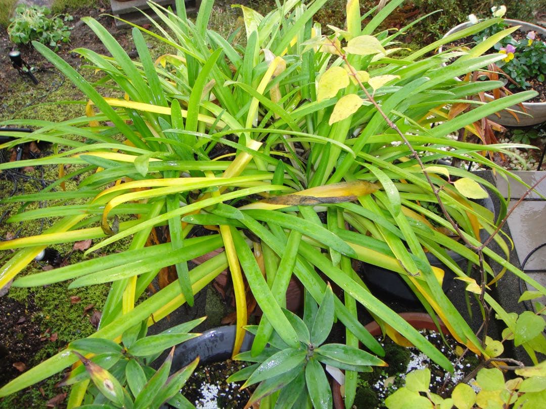 ☆動作OK SONY デジカメ DSC-T900 メモリースティック&電池付き