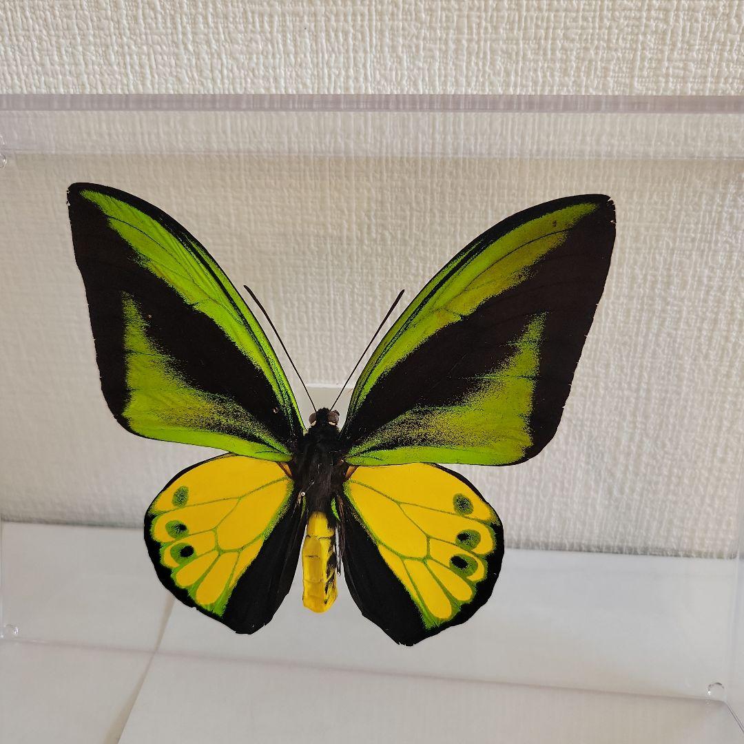 蝶の標本　トリバネチョウの王様(珍珍A)