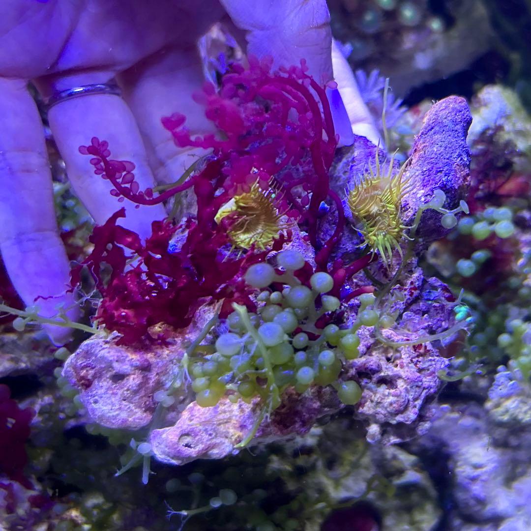 【★】海藻等色々ついたライブロックと海藻セット