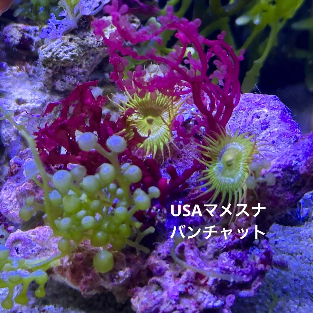 【★】海藻等色々ついたライブロックと海藻セット