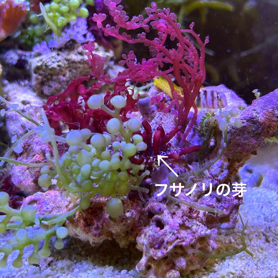 【★】海藻等色々ついたライブロックと海藻セット