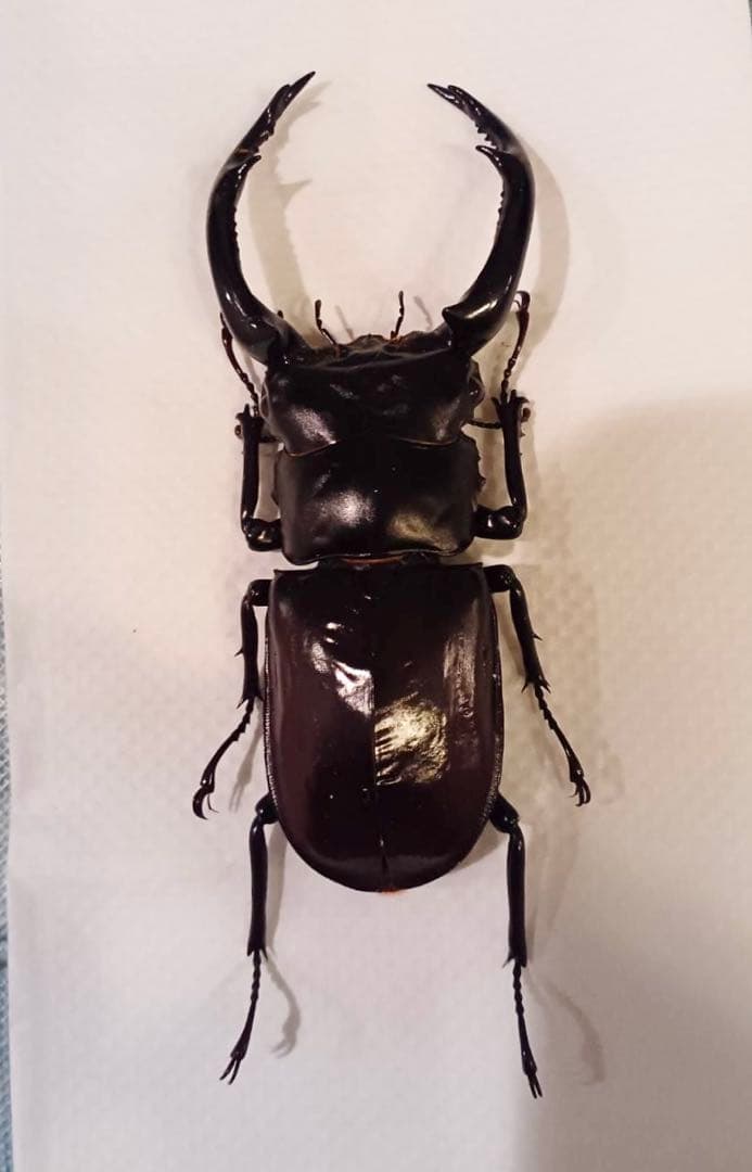 ウエストウッディオオシカクワガタ 原名亜種 オス標本