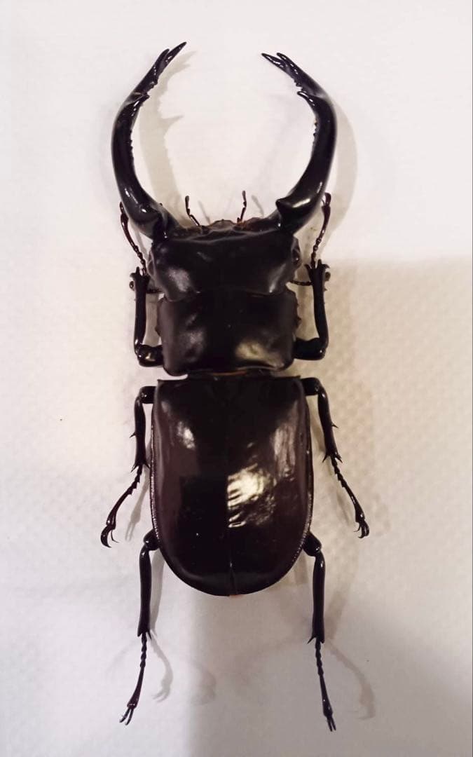 ウエストウッディオオシカクワガタ 原名亜種 オス標本