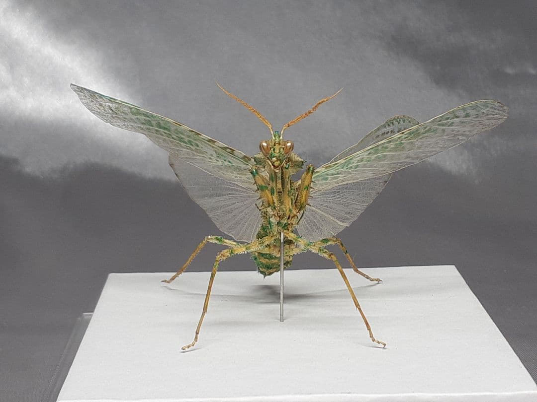 アザミカマキリ雄　立体標本