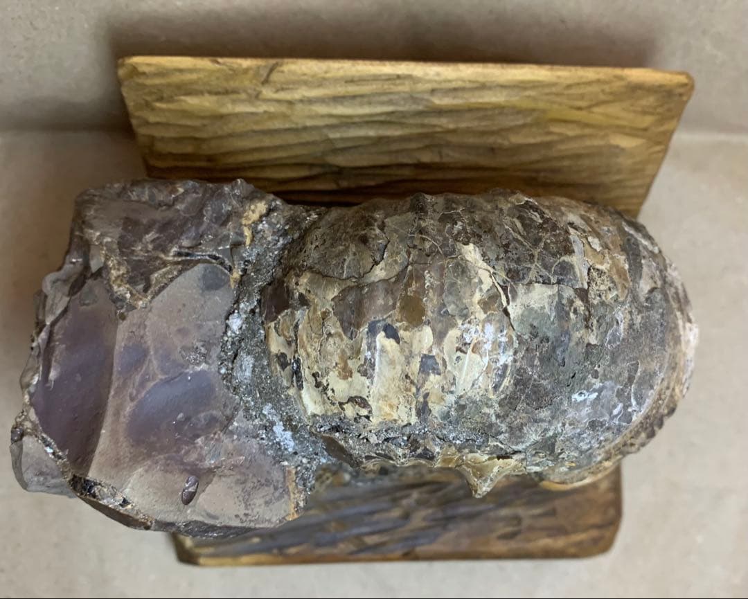 アナパキディスカス　北海道　羽幌産　殻付き　アンモナイト　化石　メヌイテス