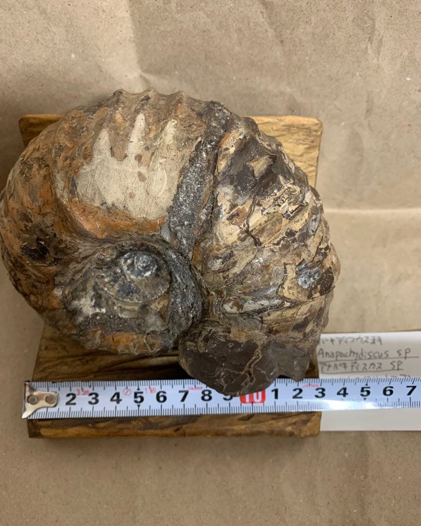 アナパキディスカス　北海道　羽幌産　殻付き　アンモナイト　化石　メヌイテス