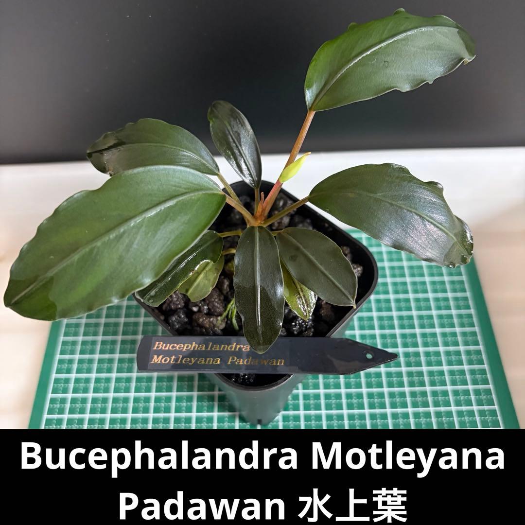 Bucephalandra Motleyana / Padawan 水上葉