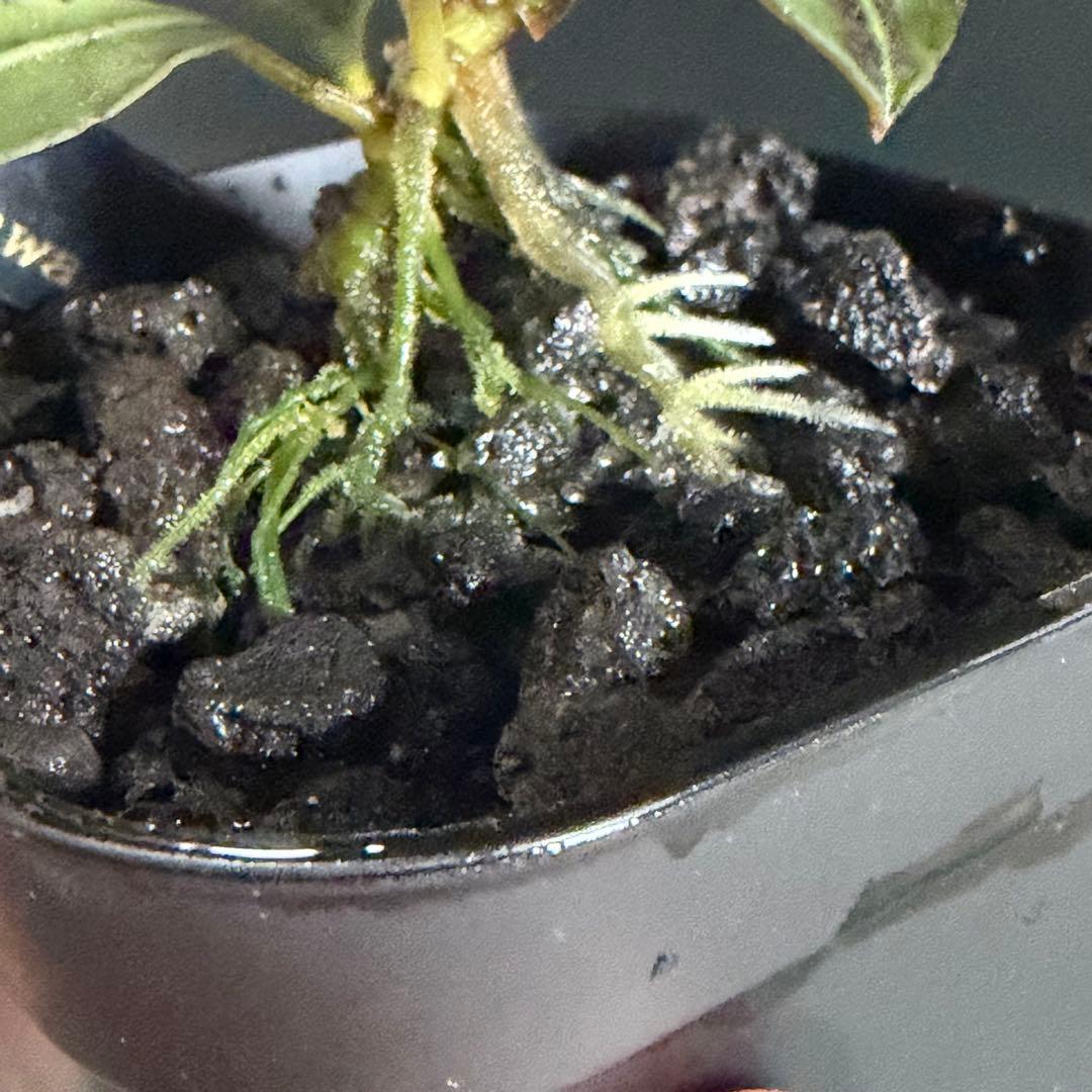 Bucephalandra Motleyana / Padawan 水上葉