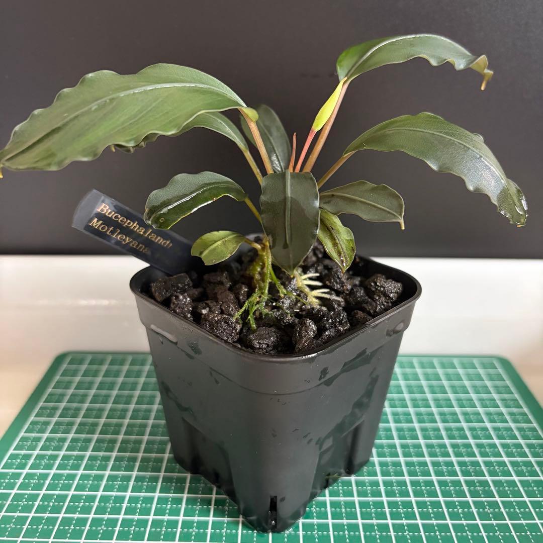 Bucephalandra Motleyana / Padawan 水上葉