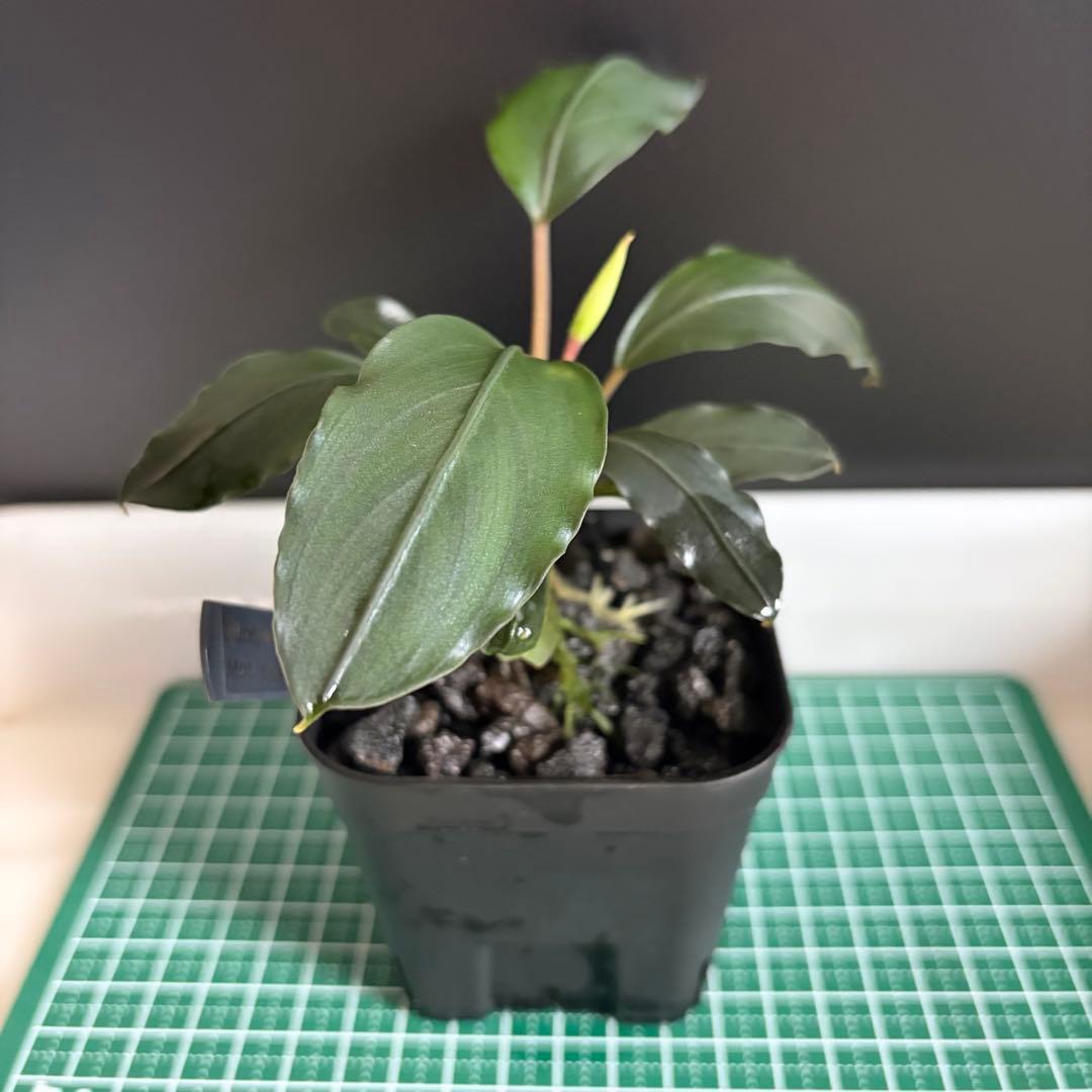 Bucephalandra Motleyana / Padawan 水上葉