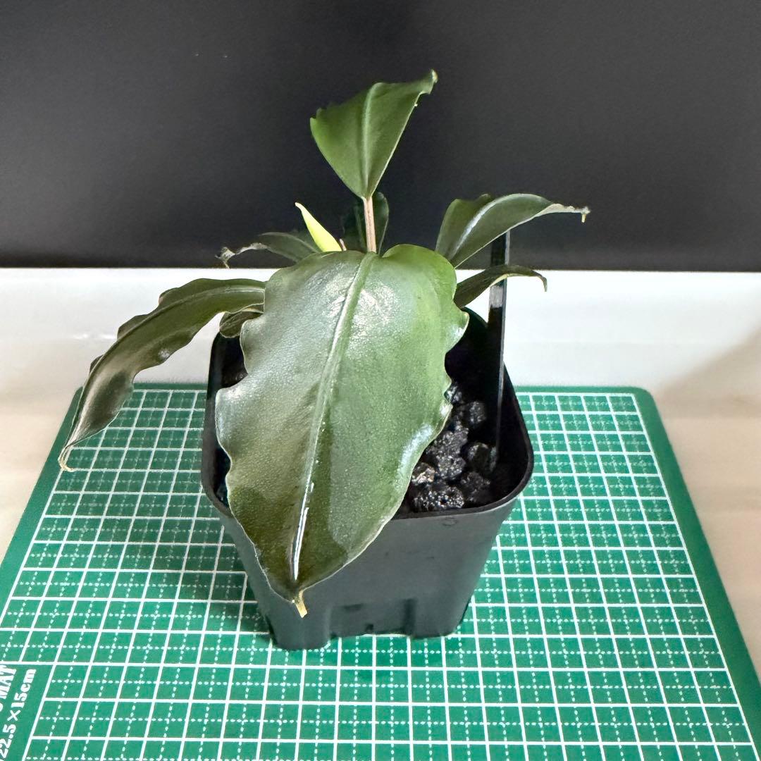 Bucephalandra Motleyana / Padawan 水上葉