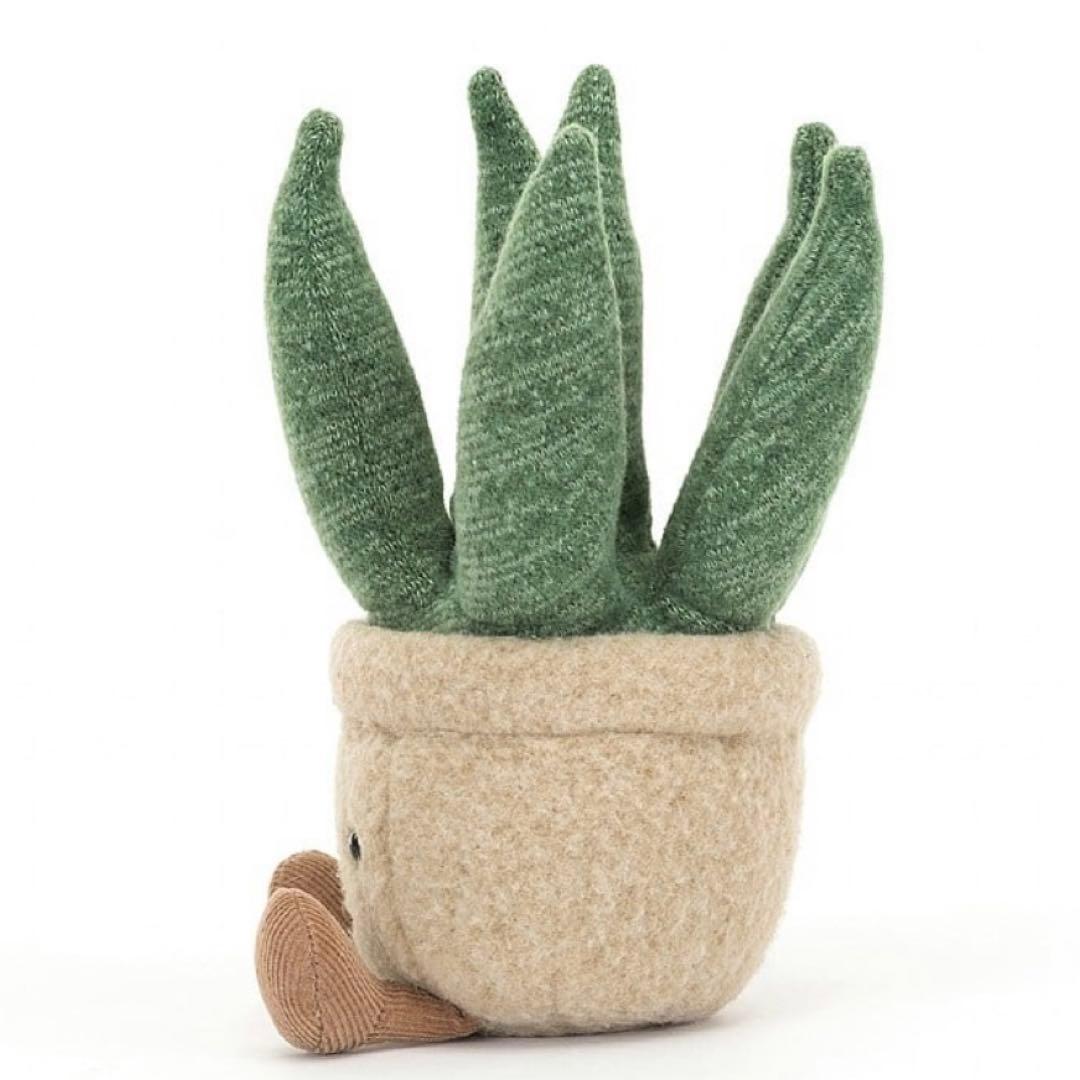廃盤　新品　ジェリーキャット　アロエ　植物　多肉植物　アロエベラ　観葉植物　緑