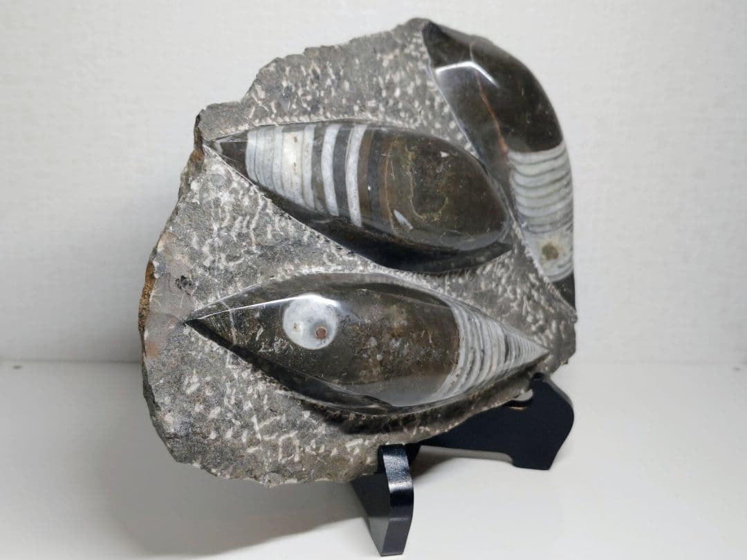 オルソセラス 2.9kg 化石 アンモナイト 原石 鑑賞石 自然石 誕生石 鉱物