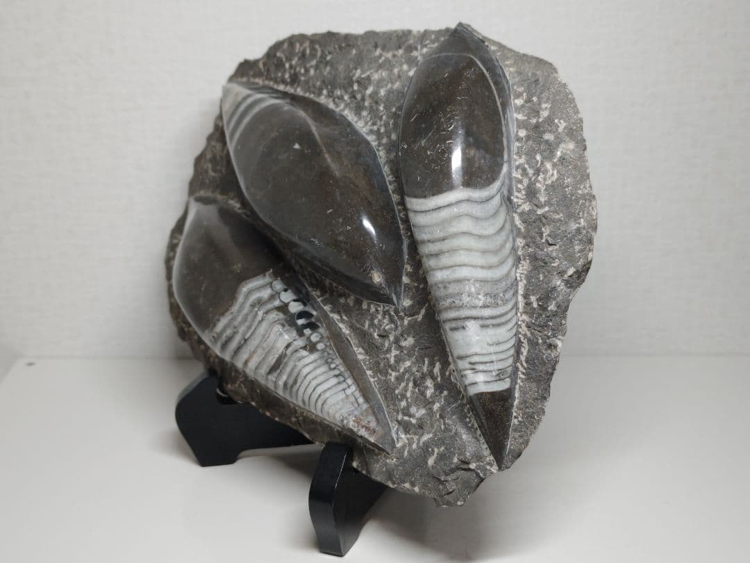 オルソセラス 2.9kg 化石 アンモナイト 原石 鑑賞石 自然石 誕生石 鉱物