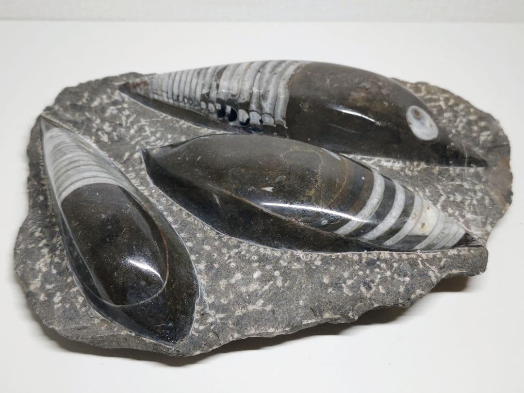 オルソセラス 2.9kg 化石 アンモナイト 原石 鑑賞石 自然石 誕生石 鉱物