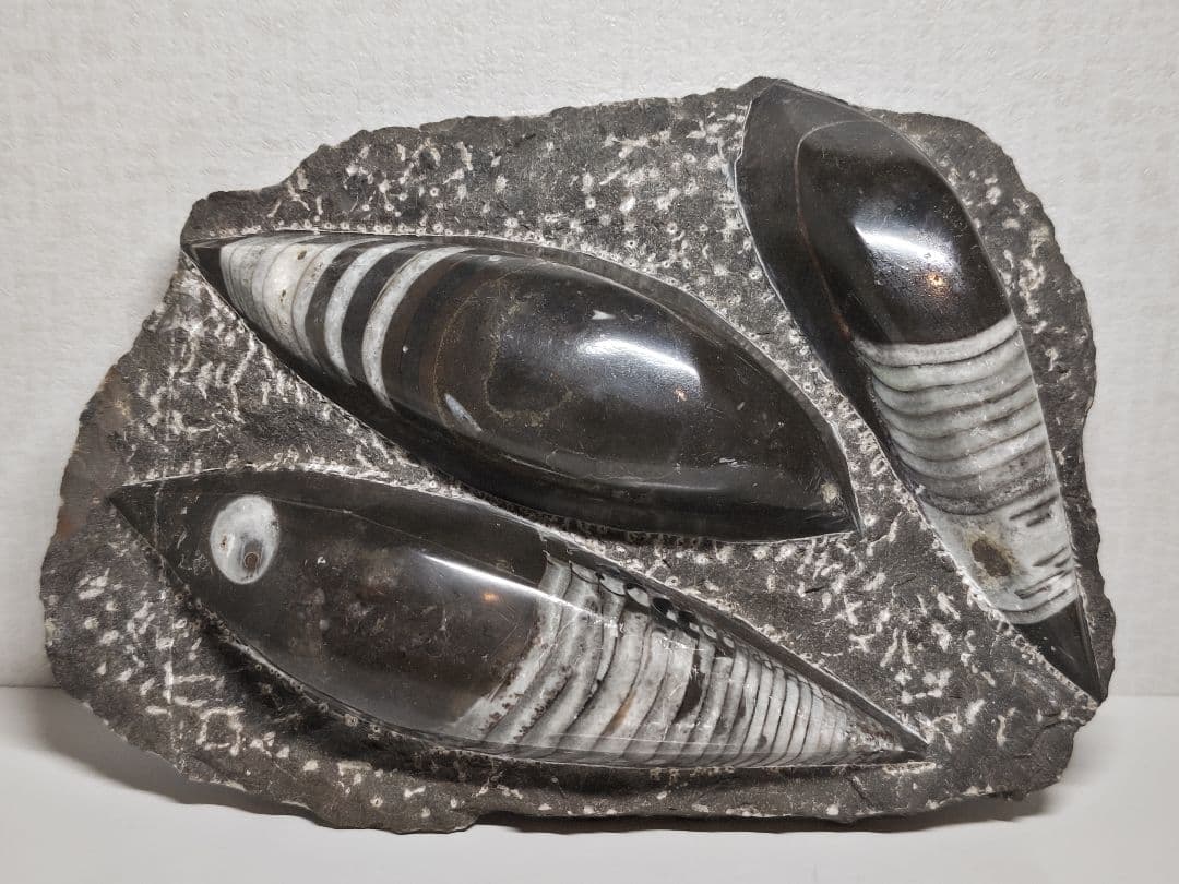 オルソセラス 2.9kg 化石 アンモナイト 原石 鑑賞石 自然石 誕生石 鉱物