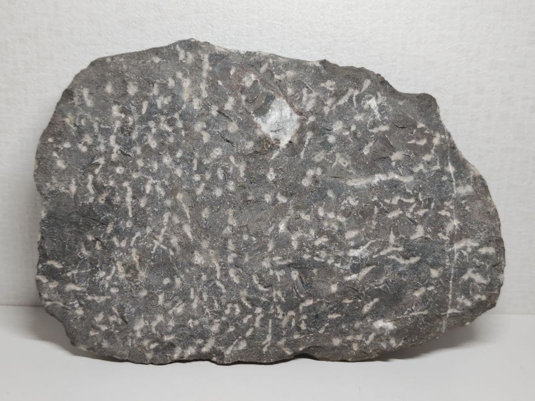 オルソセラス 2.9kg 化石 アンモナイト 原石 鑑賞石 自然石 誕生石 鉱物