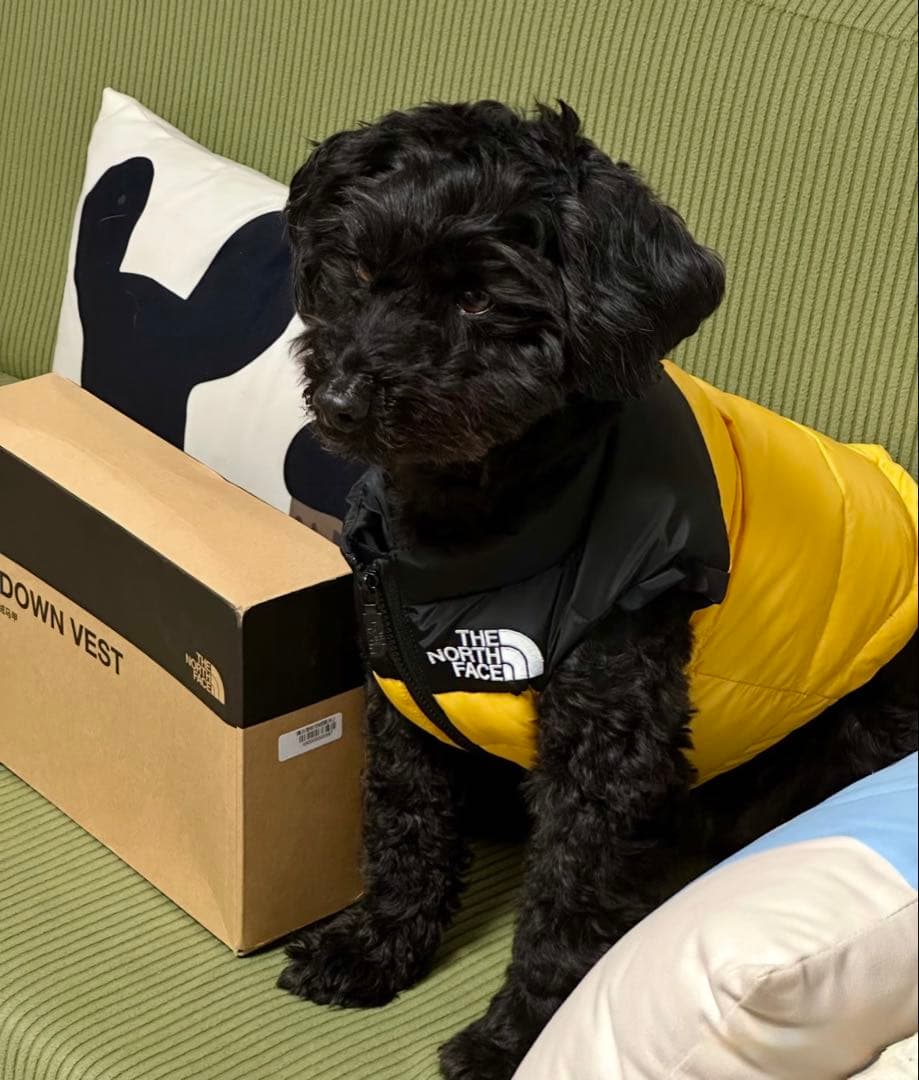 THE NORTH FACE ペット用ダウンベスト 40周年限定 未使用・箱付き