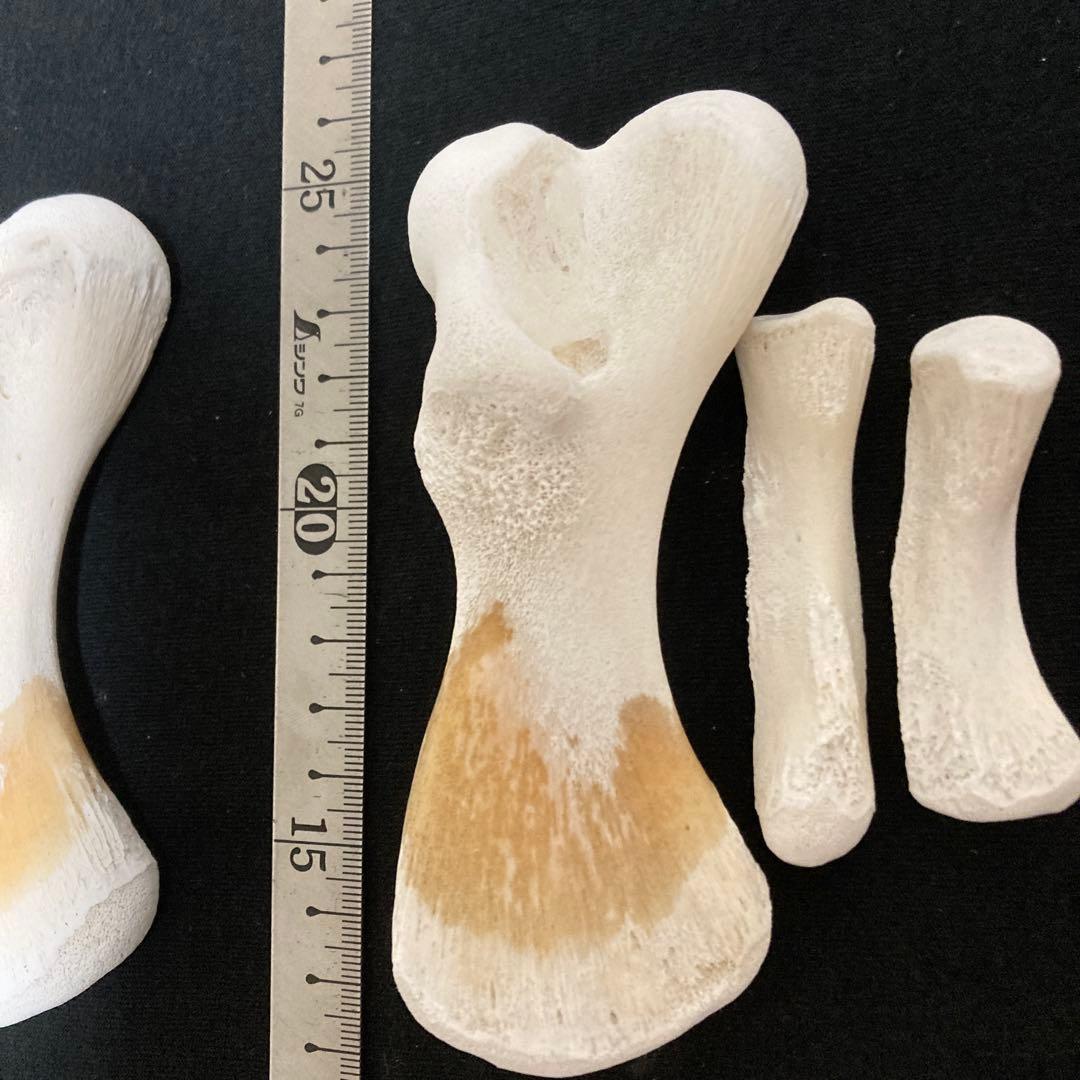 アカウミガメの骨標本　海亀頭骨他